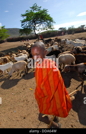 Ziegen und Rinder sind wichtige Vieh für die Massai. Stockfoto