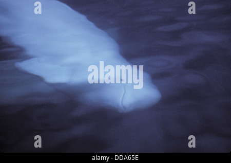 Eine wilde Beluga-Wal oder Meer Kanarienvogel, Delphinapterus Leucas. Stockfoto