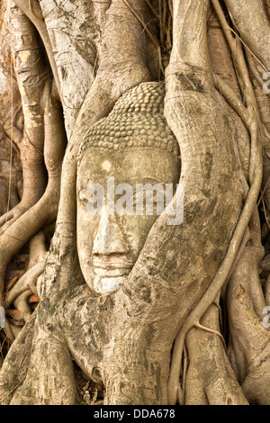 Kopf eines Steines Buddhafigur in Baumwurzeln in Ayutthaya Historical Park eingebettet, die hat der Ruinen der alten Hauptstadt Stockfoto