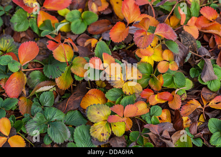 Erdbeere Herbstlaub Nahaufnahme Stockfoto