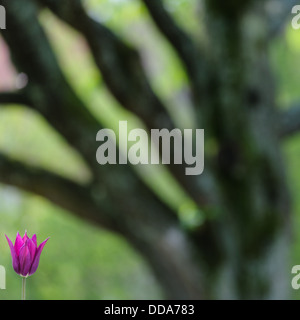 Lila Tulpe Blume blühen im Botanischen Garten, Göteborg, Schweden, Europa Stockfoto