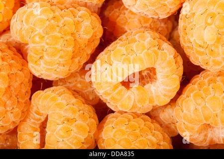 Gelbe Himbeere Closeup Gruppe viele Stockfoto