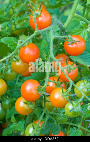 Tomaten-Cluster im Garten Stockfoto