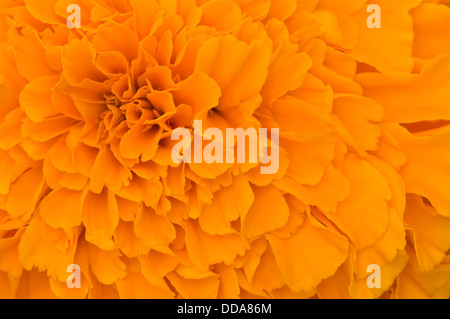 Orange Tagetes Patula Blütenblätter Textur Hintergrund Stockfoto