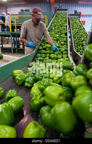 Wanderarbeitnehmer verarbeiten frisch geerntete grüne Paprika bei Uesugi Farms 28. August 2013 in Gilroy, Kalifornien. Stockfoto