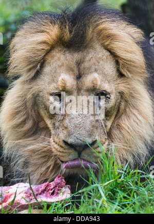 Closeup Portrait eines Löwen, eine Stück Fleisch zu essen Stockfoto