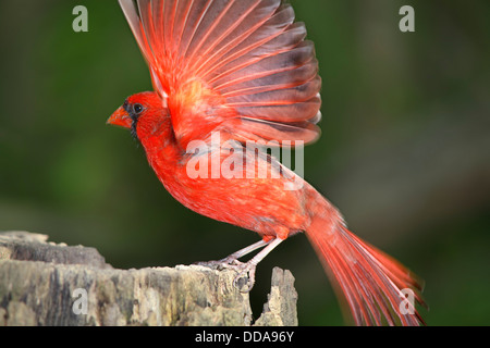 Ein roter Vogel, nördlichen Kardinal mit voll gespreizten Flügeln In Motion erstellen A leichte Bewegungsunschärfe, Cardinalis Kardinäle Stockfoto