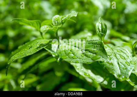 Frische grüne Blätter mit Wassertropfen nach Regen-Nahaufnahme Stockfoto