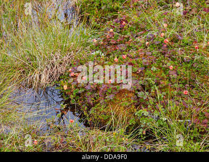 Moltebeeren Rubus Chamaemorus wächst in hohen montane Moor auf 100m in Jotunheimen-Norwegen Stockfoto