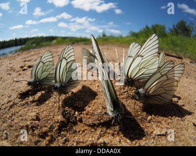 Schwarz geäderten weißen Schmetterlinge Stockfoto