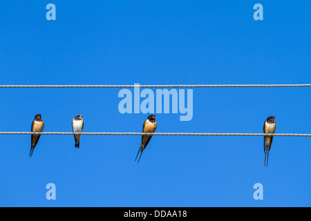 Vier Schwalben sitzen auf einem Draht vor blauem Himmelshintergrund Stockfoto