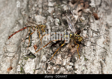 Männliche Riesen Ichneumon (Megarhyssa Macrurus) Wespe versucht, eine Frau vor ihrer Entstehung von innen einen umgestürzten Baumstamm besamen Stockfoto