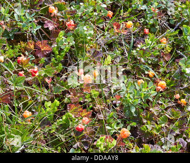 Moltebeeren Rubus Chamaemorus in einem nassen Sphagnum Moor in Mittelnorwegen mit einer guten Ernte von leckere Reife orange Früchte Stockfoto