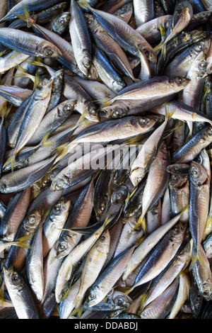 Frische kleine Fische Hintergrund auf dem Markt Stockfoto