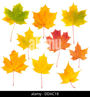 Helle und lebendige Studio Isolation der gesammelten Blätter im Herbst Stockfoto