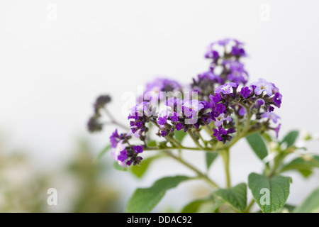 Heliotropium in einem Sommer-Innenhof-Garten. Heliotrop Blumen wachsen gegen eine weiße Wand. Stockfoto