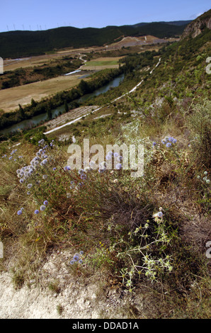 Anzeigen des Salazar-Flusses, in der Nähe von Foz de Lumbier. Blossom Disteln Vordergrund, Windmühlen elektrische hinter. Stockfoto