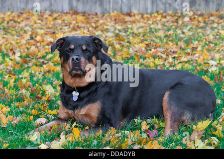 Erwachsene weibliche Rottweiler draußen in einem Herbst-Nachmittag mit Blättern im Hintergrund Stockfoto