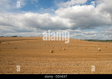 Eine Landschaftsansicht eines Feldes von Heuballen auf den South Downs. West Sussex.England. UK Stockfoto