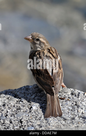 Rückansicht eines Sperlings, auf einem Felsen sitzen Stockfoto