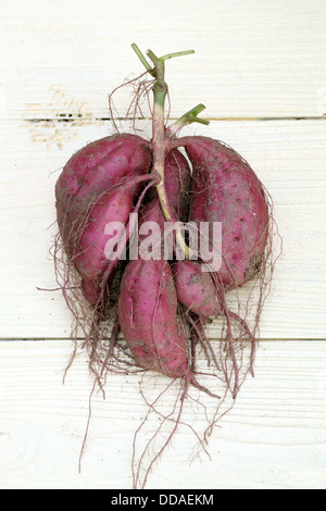 Süßkartoffel-Pflanze Ernten mit Knollen im Boden Schmutz Oberfläche Stockfoto