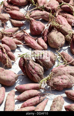 süße Kartoffeln Pflanze mit Knollen im Boden Schmutz Oberfläche Stockfoto