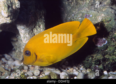Lemon Peel Tang, Acanthurus Pyroferus, Acanthuridae, Pazifischen Ozean zu imitieren Stockfoto