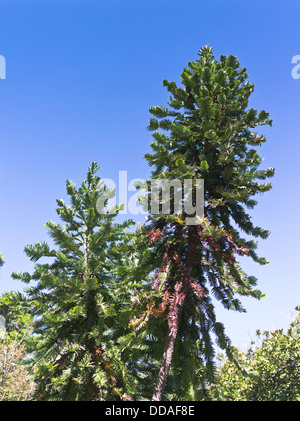 dh Wollemi Pine TREE FLORA seltene Wollemia Nobilis Royal Botanic Gardens Sydney Australia Stockfoto