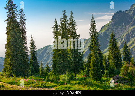 Aspen Waldungen Rocky mountains Stockfoto