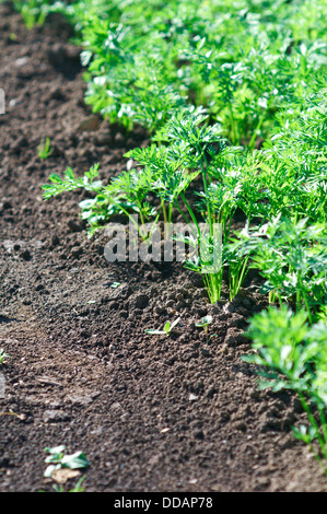 Kleine Karotte Sprossen wachsen. Stockfoto