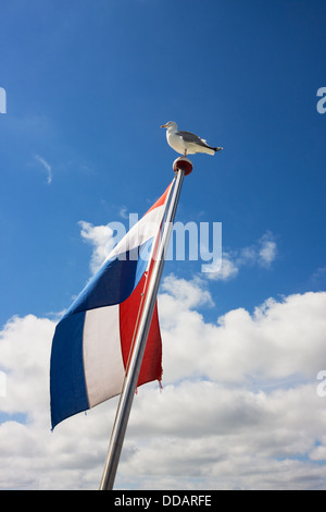 Möwe am Fahnenmast mit niederländischer Flagge Stockfoto