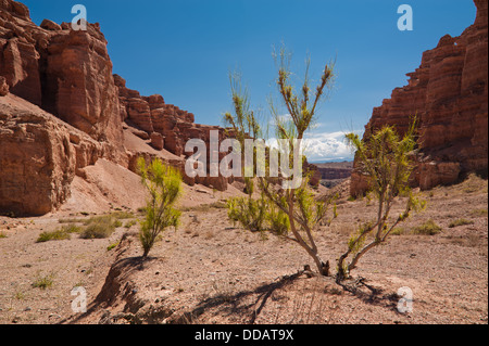 Wüste Pflanze Strauch Saxaul (Haloxylon) wächst unter Felsformationen am Tscharyn Canyon unter blauem Himmel. Kasachstan Stockfoto