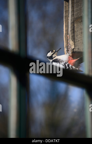 Buntspecht, große Dendrocopus Fütterung von Erdnuss Zubringer, gesehen durch ein Fenster, Wales, UK Stockfoto