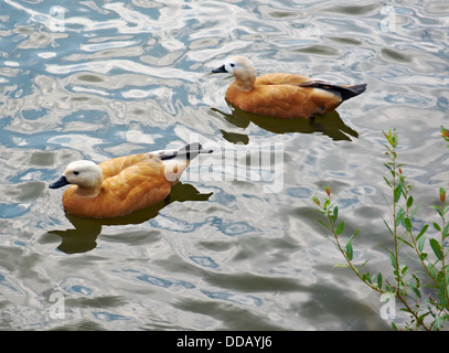 Ruddy Brandgänse (Tadorna Ferruginea) .orange große Ente Stockfoto