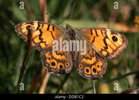 Wand braun oder Wand Schmetterling (Lasiommata Megera) mit Flügel geöffnet Stockfoto