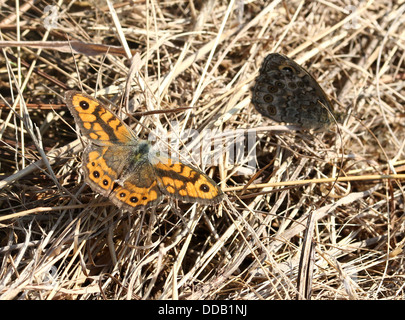 Männliche und weibliche Wand braun oder Wand Schmetterling (Lasiommata Megera) zusammen in der Wiese Stockfoto