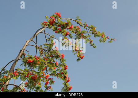 Rowan Beeren Zweig Eberesche Sorbis Aucuparia vor blauem Himmel Stockfoto