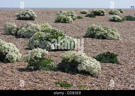 Meerkohl Crambe Maritima Gruppe von Pflanzen wachsen auf Kiesstrand Suffolk, UK Stockfoto