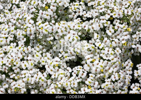 Meerkohl Crambe Maritima Nahaufnahmen von Blumen Suffolk, UK Stockfoto