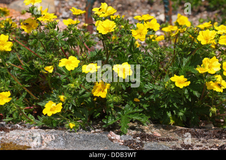 Alpine Fingerkraut Potentilla Crantzii, Gruppe von Blumen der Cairngorms, Schottland, UK Stockfoto