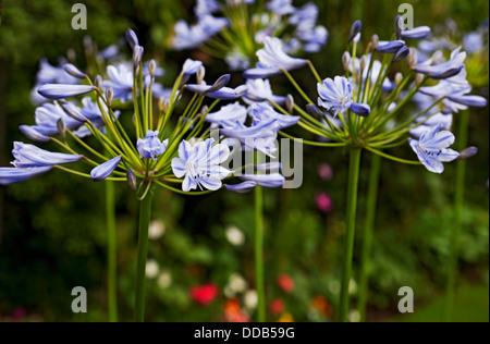 Nahaufnahme von blassblauen Acapanthus-Blumen Blüten im Garten im Sommer England Vereinigtes Königreich GB Großbritannien Stockfoto