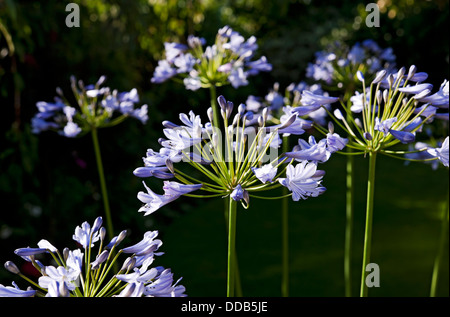 Nahaufnahme von blassblauen Acapanthus-Blumen Blüten im Garten im Sommer England Vereinigtes Königreich GB Großbritannien Stockfoto