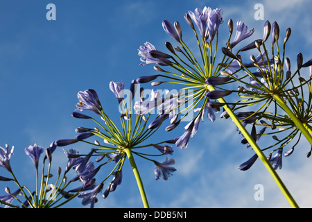 Nahaufnahme der blauen Agapanthusblüten Blüte im Sommer England Großbritannien GB Großbritannien Stockfoto