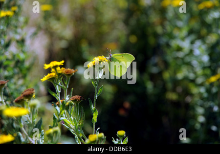 Gemeiner Brimstone-Schmetterling Gonepteryx rhamni männlich im Pulborough Brooks RSPB Naturschutzgebiet Stockfoto