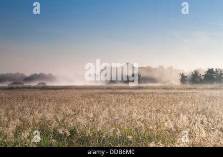 nebligen sonnigen Morgen über Sommerwiese Stockfoto