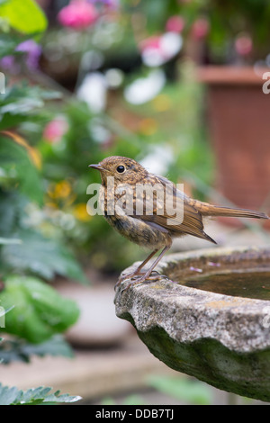 Juvenile Robin auf eine Vogeltränke flügge Stockfoto