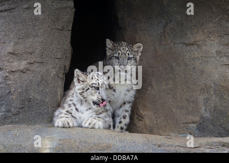 16 Wochen alte Snow Leopard cubs Stockfoto