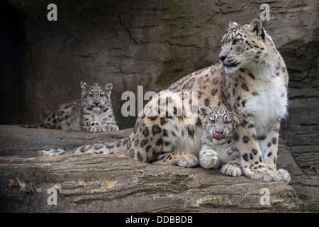 Snow Leopard mit ihren 16 Wochen alten Jungen Stockfoto