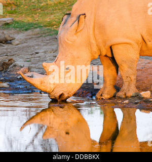 Nahaufnahme von einem einsamen Breitmaulnashorn (Ceratotherium Simum) spiegelt sich in einem Pool in der Dämmerung, Madikwe, Südafrika Stockfoto