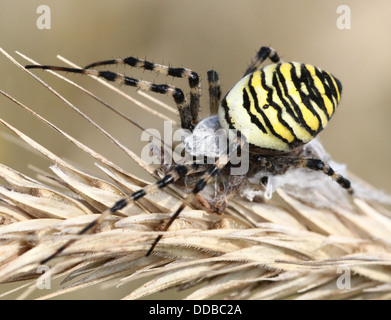 Nahaufnahme des weiblichen Wasp Spider (Argiope Bruennichi) posiert auf einer Ähre Stockfoto